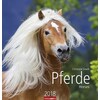 Pferde - Kalender 2018