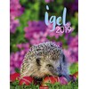 Igel - Kalender 2019 (German)