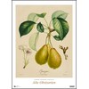 Pierre-Antoine Poiteau: Alte Obstsorten 2019  Kunst-Kalender  Poster-Format 49,5 x 68,5 cm (Deutsch)