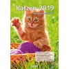 Wochenkalender Katzen 2019 (Deutsch)