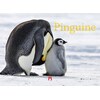 Pinguine 2019 (German, French, English)