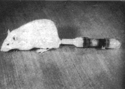 Die Cyborg-Ratte mit Osmose-Pumpe.