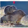 Murmeltiere 2019 (German, French, English)