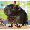 Meerschweinchen 2019 (German, French, English)