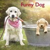 Funny Dog 2019 Broschürenkalender (Allemand, Anglais)