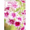 Phlox im Garten (Wandkalender 2019 DIN A3 hoch)