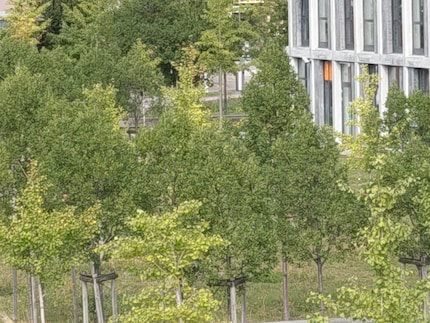 With the digital zoom I enlarge the section tenfold