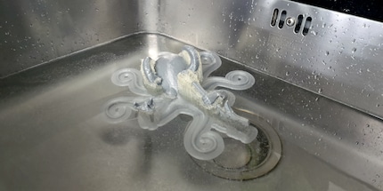The Rocktopus in his element.