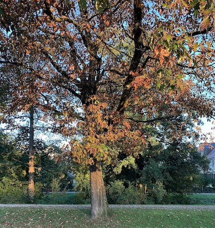 iPhone Xs
