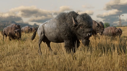 Solche majestätischen Tiere dauern besonders lange zum Häuten.