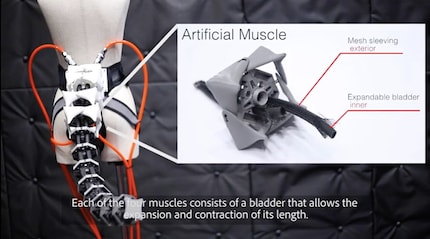 C'est à ça que ressemble un muscle artificiel.