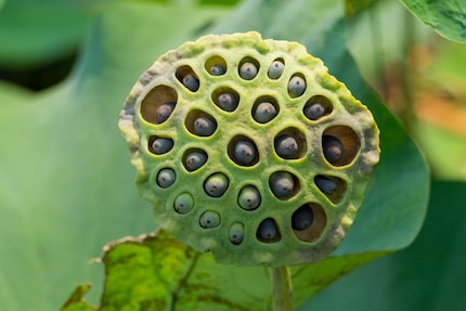 Test whether you are affected too - with this picture of a lotus flower.