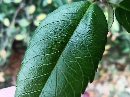 L'obiettivo macro del Redmi Note 8 Pro ti permette di avvicinarti al soggetto.