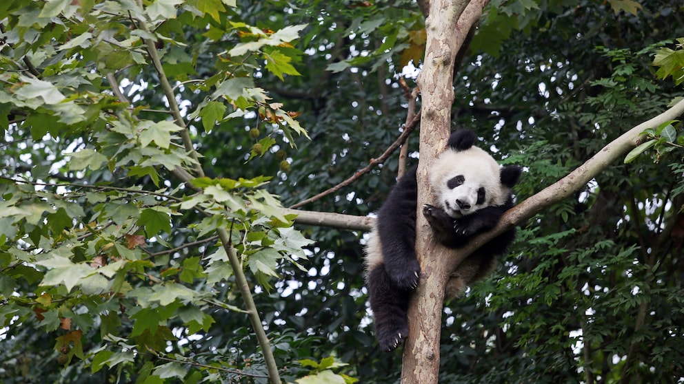Unterstützt wird auch das Projekt des WWFs in Mamize. Weil in der chinesischen Region noch oft über dem offenen Feuer gekocht wird, leiden die grossen Pandas. Mit effizienten Öfen werden die Treibhausgase reduziert und es wird weniger Holz benötigt. Das heisst, es werden weniger Wälder, in denen die Pandas leben für Brennholz abgeholzt. Bild: South Pole