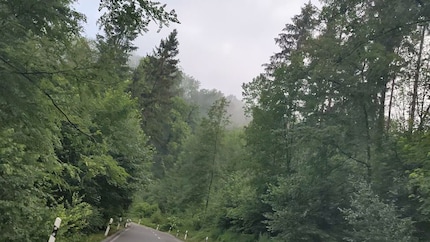 Una foresta (frame) catturata dalla fotocamera