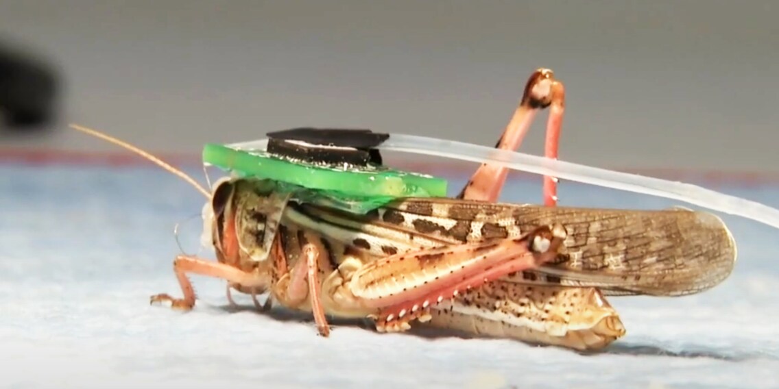 Insect brain implants: a cyborg locust for sniffing out explosives