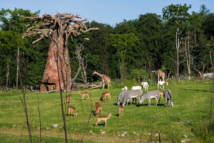 Image: Zurich Zoo, Goran Basic