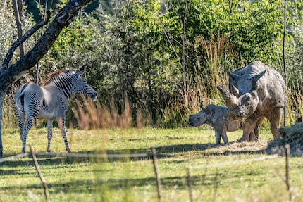Image: Zurich Zoo, Marco Schaffner