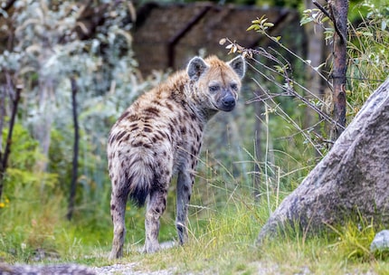 Image: Zurich Zoo, Albert Schmidmeister