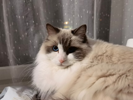 Huawei Mate 40 Pro, Cat Preset