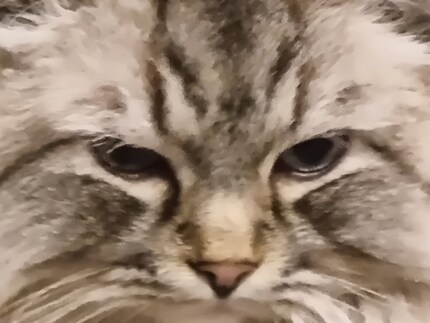 Fellow cat at 30x zoom.