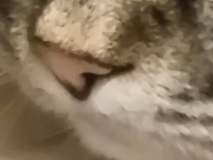 Fellow cat at 100x zoom.