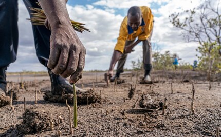 Saplings are being planted in Mozambique. (Copyright: Eden Reforestation Projects)