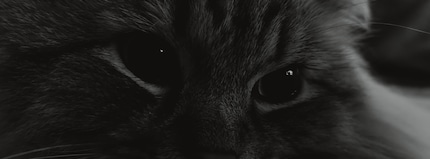 Gatto in XPan