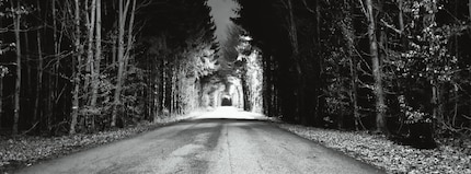 Sentiero nella foresta in XPan