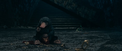 Nichts geht ohne Fanliebling Niffler.