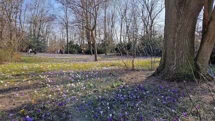 J'apprécie vraiment ces fleurs violettes.
