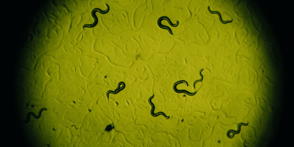 Fadenwürmer im Fokus der Altersforschung