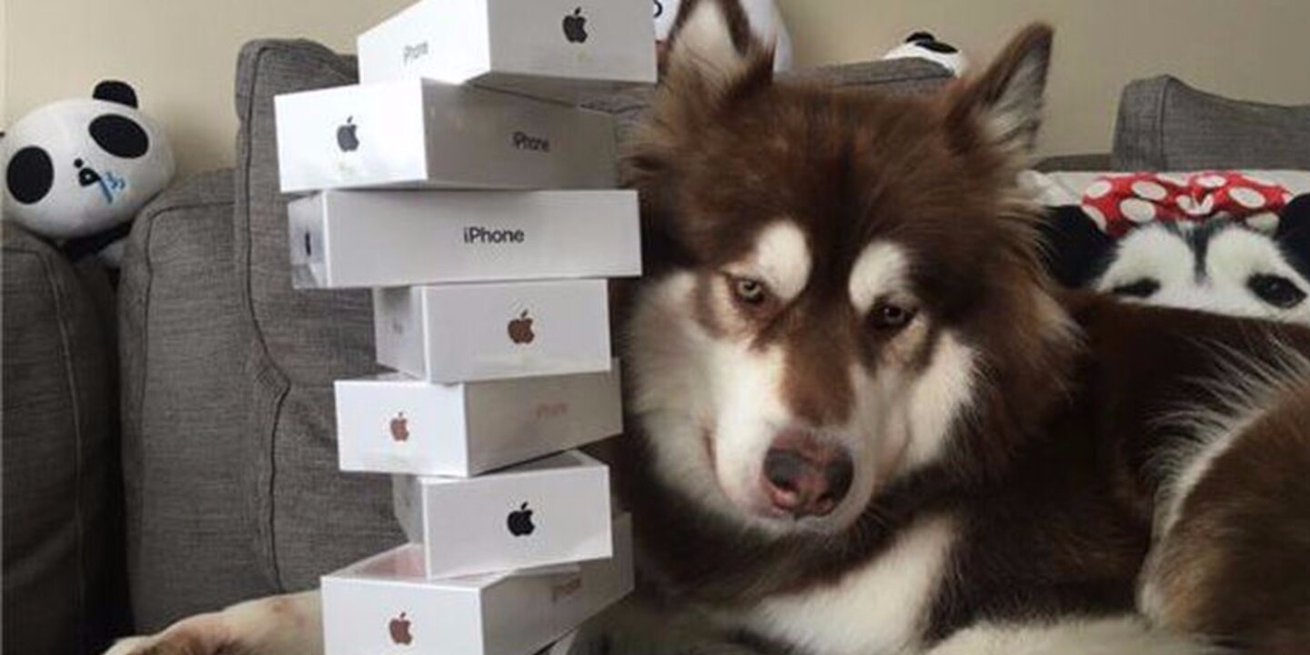 Wang Sicongs Hündin Coco ist stolze Besitzerin von acht neuen iPhones.