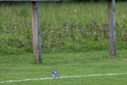 Cette image doit être recadrée. 400 mm, f/8, 1/3200 de seconde, 6400 ISO.