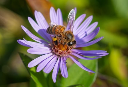 Mit der Insektenerkennung des Autofokus ist es viel einfacher, brauchbare Resultaten zu erzielen.