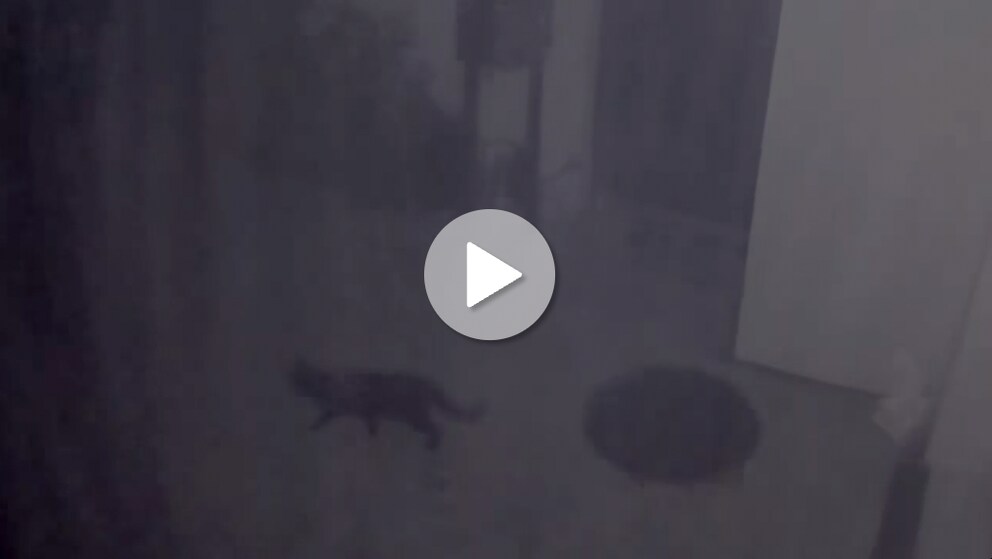 Der Screenshot aus dem Überwachungsvideo zeigt eine Katze auf nächtlichem Kontrollgang. Der Strahler wurde hier nicht aktiviert, weil ich die Katze in der Steuerung als zu kleines und ungefährliches Objekt eingestuft habe.