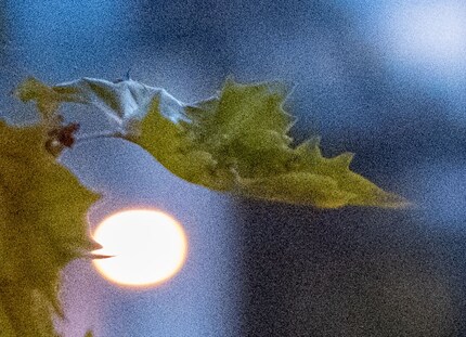 12800 ISO, Ausschnitt