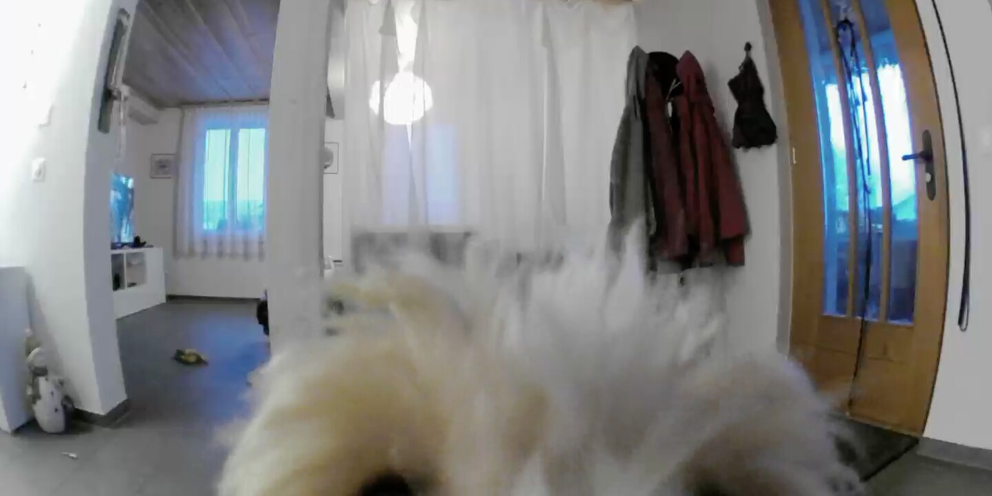 Hund allein! Hilft Kamera?