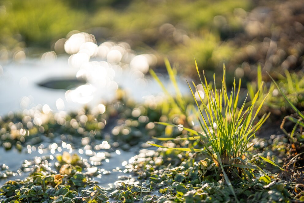 Mi piace il bokeh del 50 mm F1.4 GM, anche se sembra un po' nervoso.