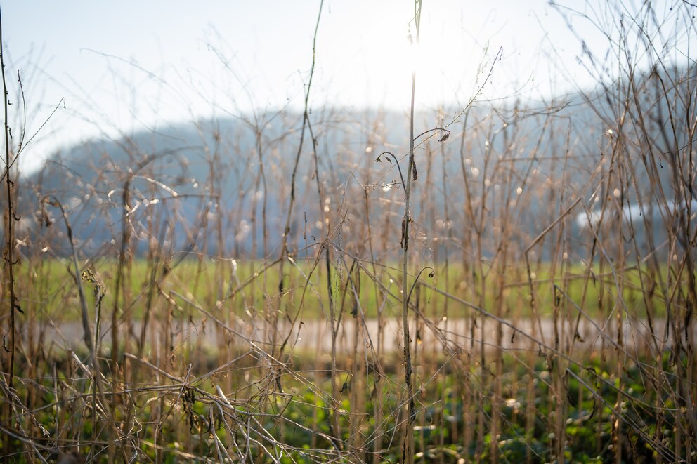 Non riesco a produrre i flare. Il nuovo modello si comporta molto bene in controluce.