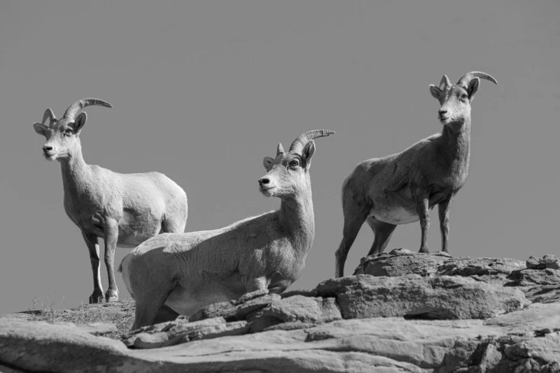 Le immagini in bianco e nero prosperano grazie al più ampio spettro possibile di valori tonali.