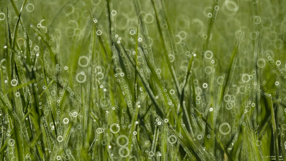 Con una lente a specchio, i punti di luce sfocati diventano degli anelli.