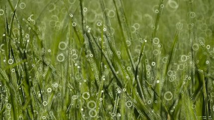 Con una lente a specchio, i punti di luce sfocati diventano degli anelli.