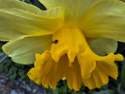 …für detailgetreue Spinnenfotos eher nicht.