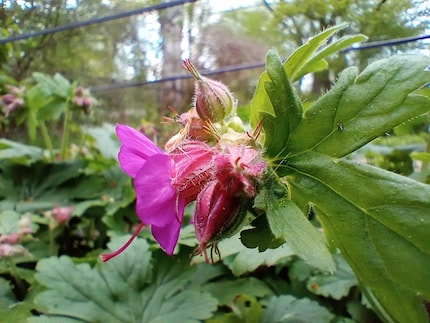 La fotocamera macro rende i fiori pietosi.
