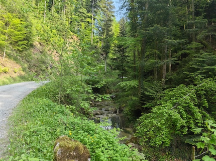 Der Wald sieht mit der Hauptkamera wunderschön aus, hat aber eine starke Überschärfung.