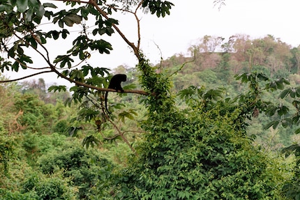 Un singe dans un arbre (un singe hurleur pour être exact). Mais impossible à reconnaître avec une longueur focale de 50 mm.