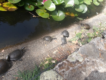 Sfilata di tartarughe in «A Cupulatta».