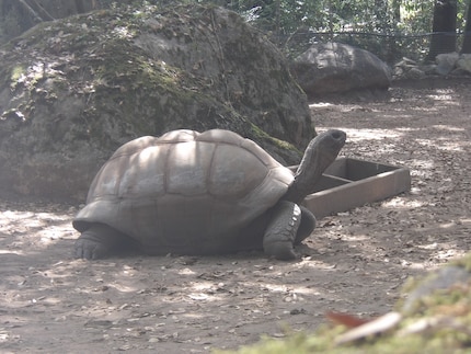Una tartaruga gigante delle Galapagos.