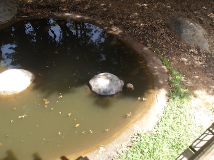 Tartaruga gigante che fa il bagno.
